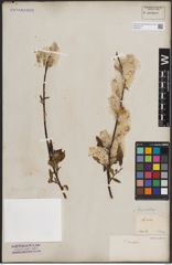 Foto von Salix discolor Muhl.